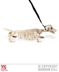 Dachshund skeleton with leash
