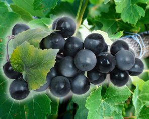 Tros blauwe druiven