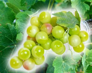 Tros groene druiven