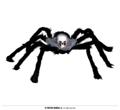 araignée 60 cm