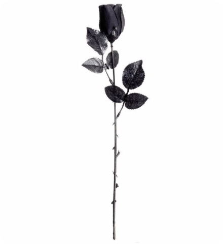 Black rose per piece
