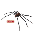 Bloody Spider
