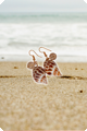 Boucles d'oreilles Sea Shell 