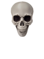 Doodskop Skull