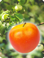Décoration de pomme