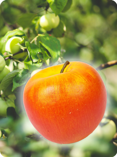 Décoration de pomme