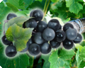 Décoration de raisin