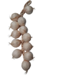 Faux oignon en grappe