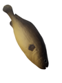 Fish decoration