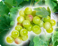 Grapes decoration