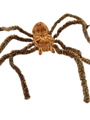 Large hairy Halloween spider 35cm x 40 cm