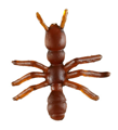 set of 12 ants