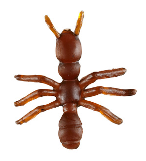 set of 12 ants