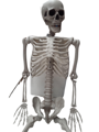 Skeleton 150 cm