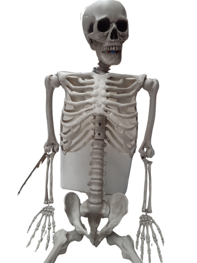 Skeleton 150 cm