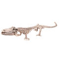 Squelette de crocodile