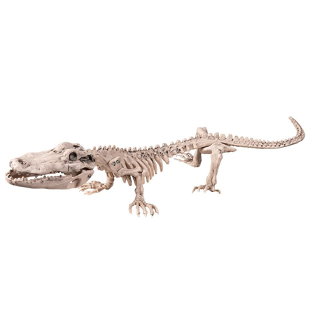 Squelette de crocodile